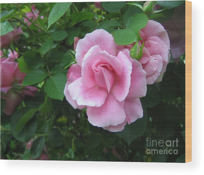 Rose Wood Print featuring the photograph Pink China Rose by Wendy Coulson