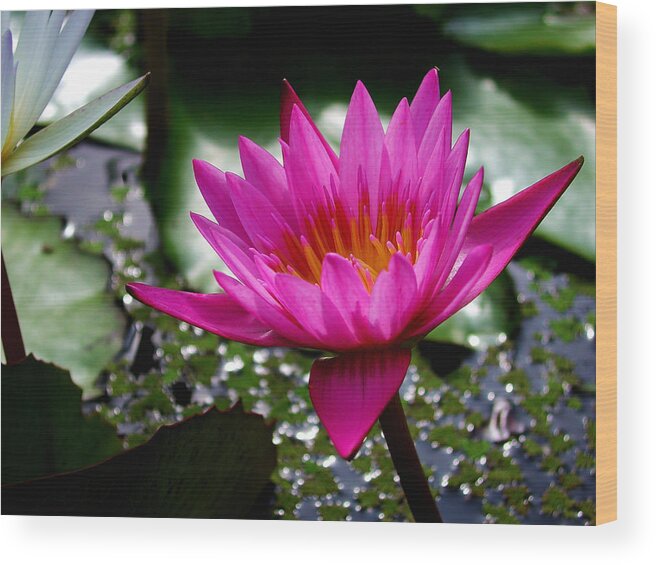 Waterlily Wood Print featuring the photograph Pink Lily #1 by Mike Kling