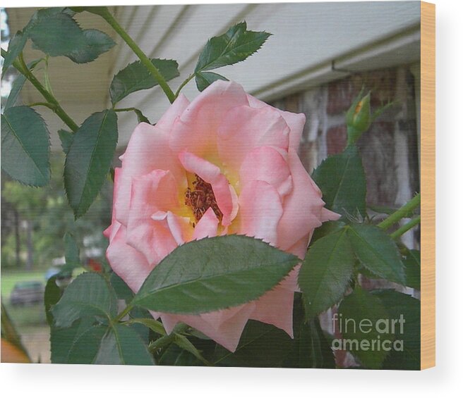 Rose Wood Print featuring the photograph Pink Rose by Nathanael Smith