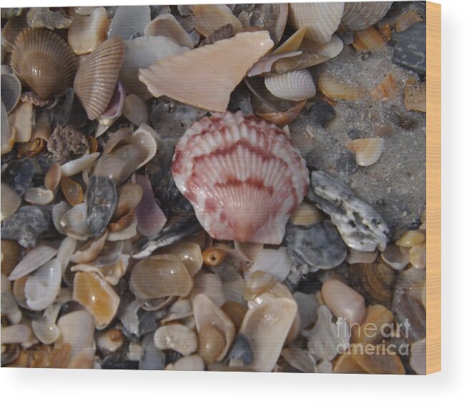 Shell Wood Print featuring the photograph Pink shell by Brigitte Emme