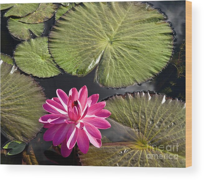 Water Llilies Wood Print featuring the photograph Pink Water Lily II by Heiko Koehrer-Wagner