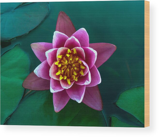 Rose Wood Print featuring the photograph Rose Waterlily by Allan Levin