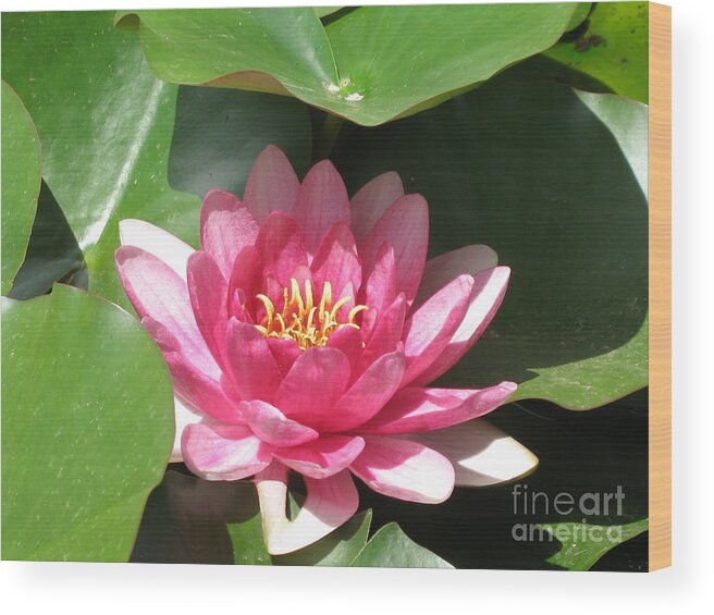 Waterlily Wood Print featuring the photograph Pink Waterlily by Christiane Schulze Art And Photography