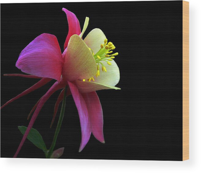 Rose Wood Print featuring the photograph Pinkish by Doug Norkum