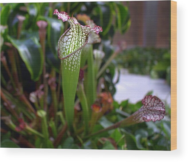 Pitcher Plant Wood Print featuring the photograph Pitcher Plant by Mindy Newman