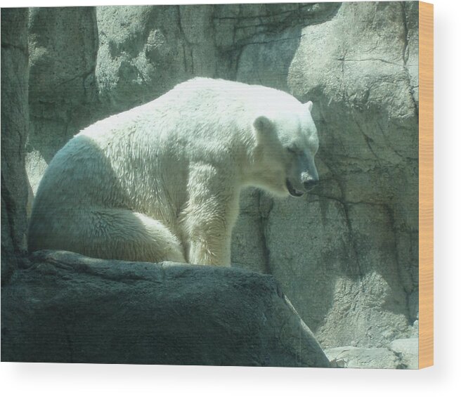 Wildlife Wood Print featuring the photograph Polar Bear by Fortunate Findings Shirley Dickerson