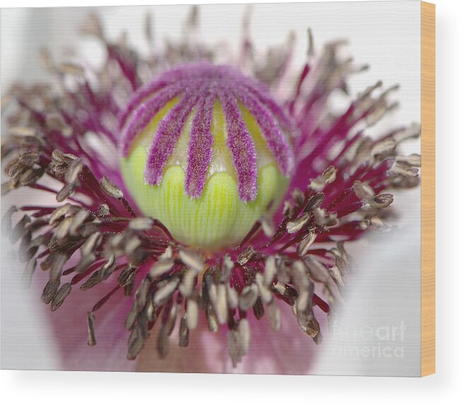 Poppy Wood Print featuring the photograph Poppy Macro 2 by Sharon Talson