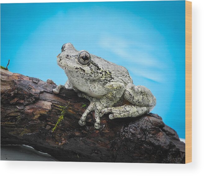 Fjm Multimedia Wood Print featuring the photograph Portrait of a Frog - 2 by Frank Mari