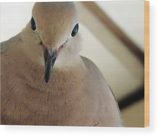 Dove Wood Print featuring the photograph Portrait Of Dove by Eric Forster