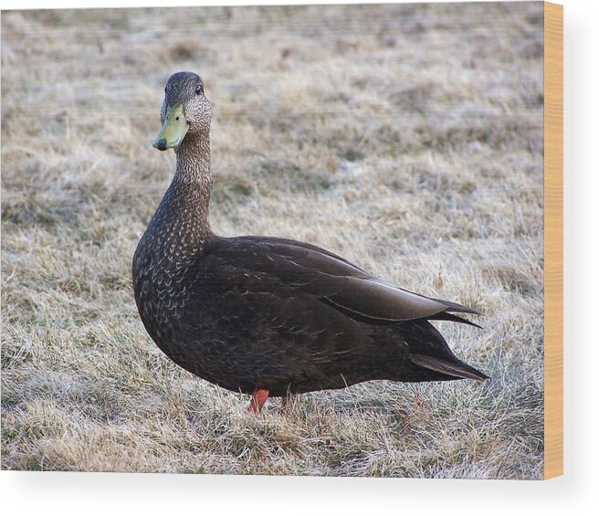 Duck Wood Print featuring the photograph Posing for the Camera by Susan Turner Soulis