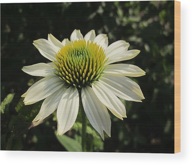 Pow Wow White Echinacea Wood Print featuring the photograph Pow Wow Echinacea by MTBobbins Photography
