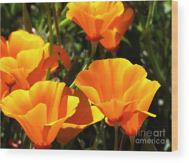 Poppies Wood Print featuring the photograph Pretty in Orange by Sheryl Young