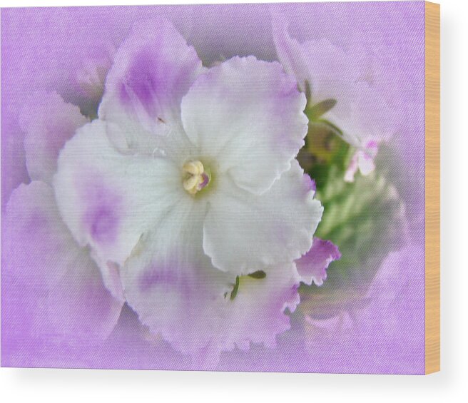 Violet Wood Print featuring the photograph Purple and White Fancy African Violets by Carol Senske