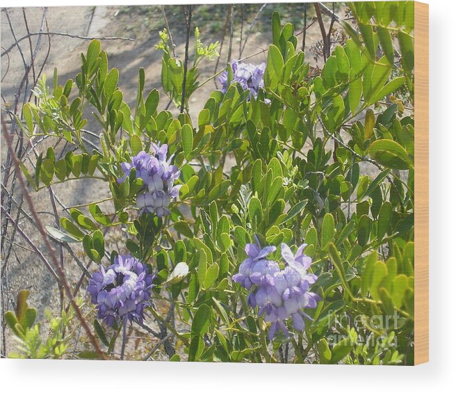 Flowers Canvas Print Wood Print featuring the photograph Purple Desert Flowers by Jayne Kerr 