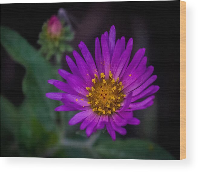 Flowers Wood Print featuring the photograph Purple Flower by Christopher Perez