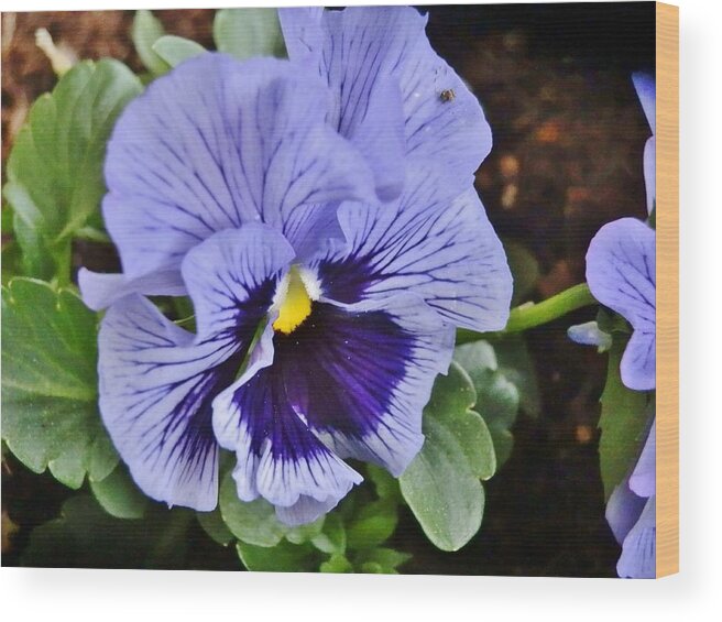 Flower Wood Print featuring the photograph Bluish-Purple Pansy by VLee Watson