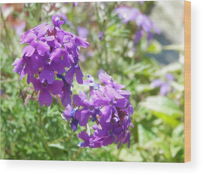 Purple Flower Wood Print featuring the photograph Purple Phlox by Pema Hou