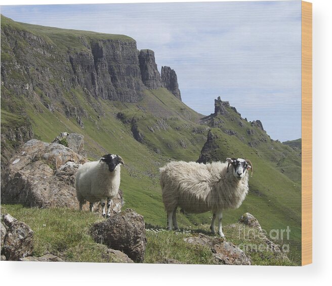Quiraing Wood Print featuring the photograph Blackface Sheep - Quiraing - Isle of Skye by Phil Banks