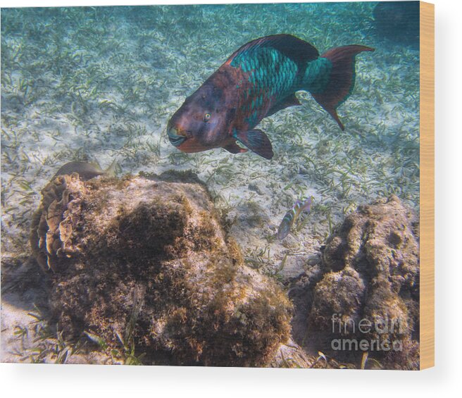 Roatan Wood Print featuring the photograph Rainbow by Peggy Hughes