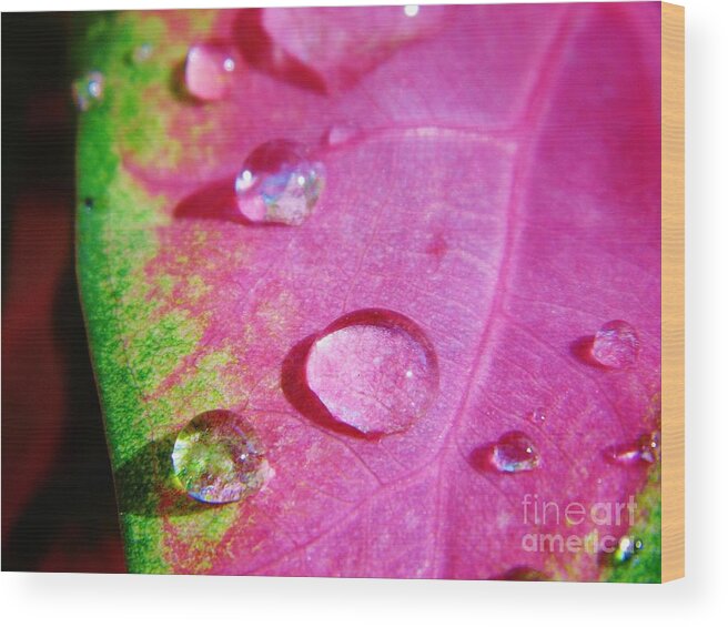 Colorful Wood Print featuring the photograph Raindrop On The Leaf by D Hackett