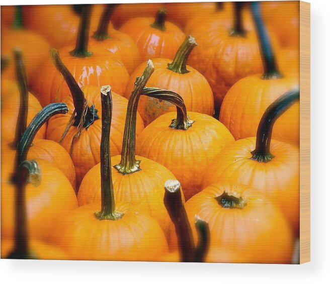 Pumpkins Wood Print featuring the photograph Rainy Day Pumpkins by Ira Shander