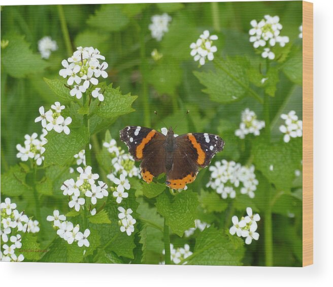 Insect Wood Print featuring the photograph Red Admirals by Lingfai Leung