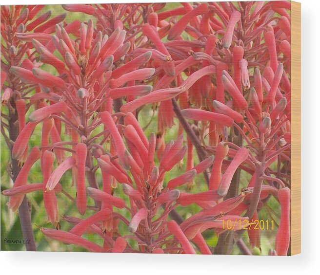Aloe Plant Bloomig In Sunny Florida Wood Print featuring the photograph Red Aloe Blooms by Belinda Lee