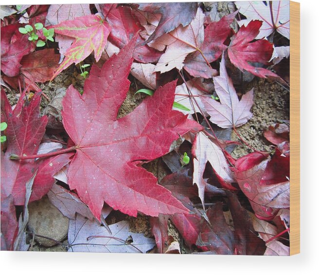 Maple Wood Print featuring the photograph Red and Green of Fall by Cynthia Clark