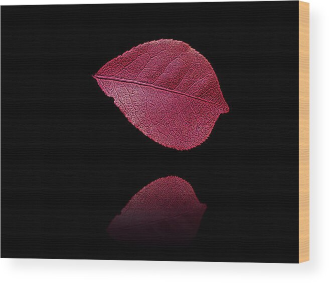 Leaf Wood Print featuring the photograph Red Beauty by David Dehner