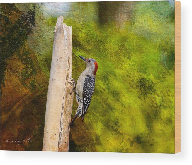 J Larry Walker Wood Print featuring the digital art Red-Bellied Woodpecker Happily Pecks by J Larry Walker