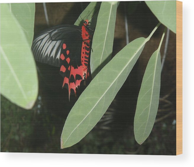 Butterfly Wood Print featuring the photograph Red Butterfly by Robert Nickologianis