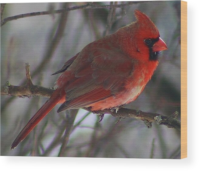 Bird Wood Print featuring the photograph Red Cardinal at Rest by Bruce Bley