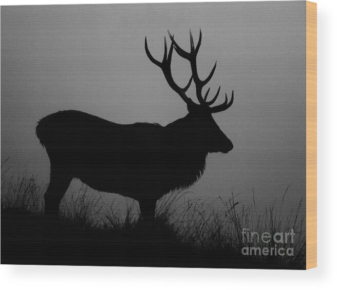 Deer Wood Print featuring the photograph Wildlife Red Deer Stag Silhouette by Linsey Williams