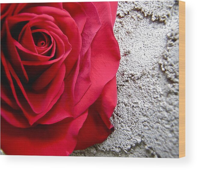 Red Rose Wood Print featuring the photograph Red Rose on Wall by Lori Miller