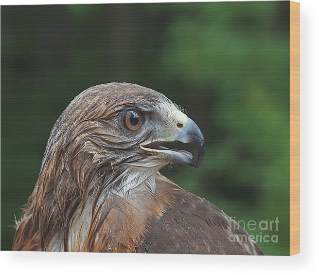 Red Tail Hawks Wood Print featuring the photograph Red Tail Hawk Rain by Peter Gray