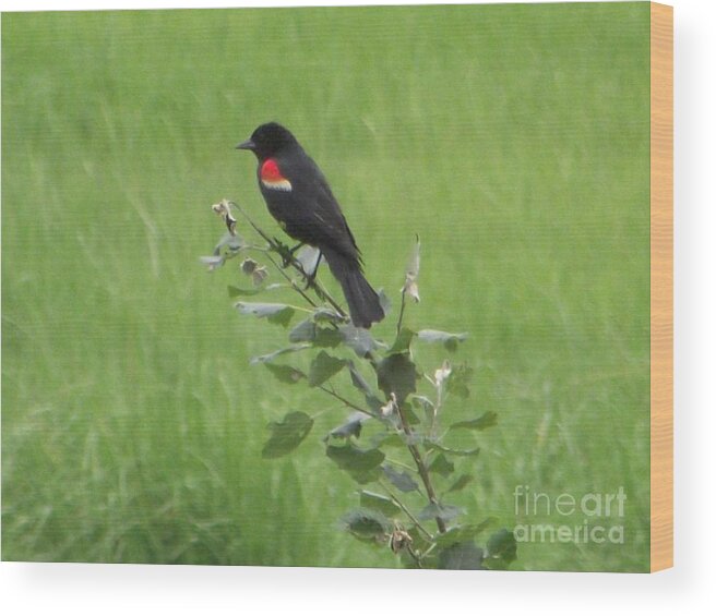 Red Wing Blackbird Wood Print featuring the photograph Red Wing Blackbird by Michelle Welles