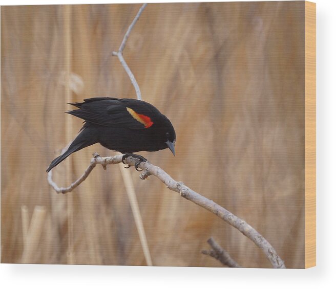 Red Winged Blackbird Wood Print featuring the photograph Red Winged Blackbird 1 by Ernest Echols