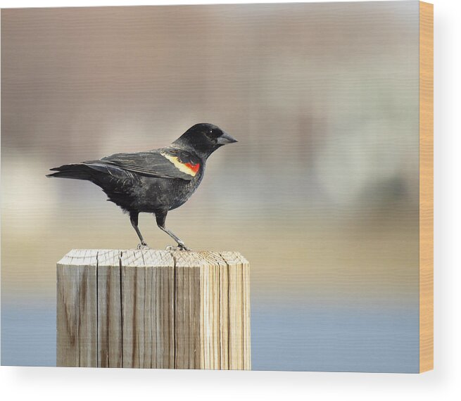 Red Winged Blackbird Wood Print featuring the photograph Red Winged Blackbird by Thomas Young