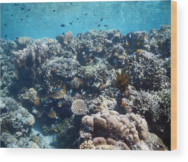 Acropora Wood Print featuring the photograph Reef Diversity In Indonesia by Carleton Ray