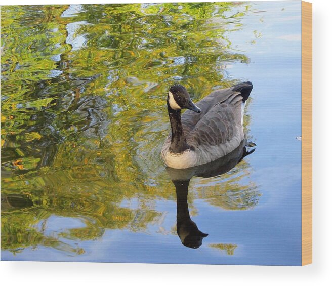 Canada Geese Wood Print featuring the photograph Reflecting by Cynthia Clark