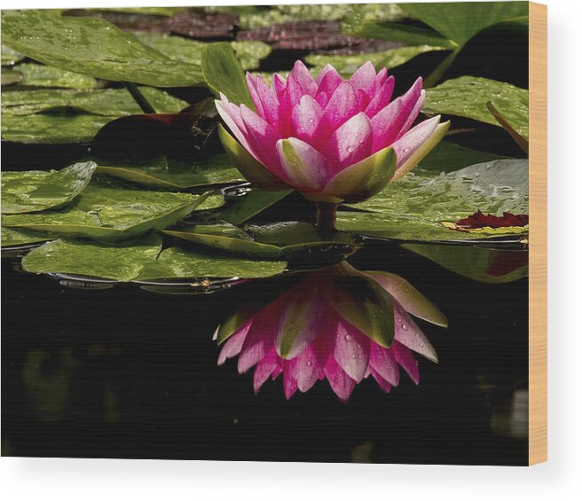 Pink Water Lily Wood Print featuring the photograph Reflective Hardy Water Lily by Jean Noren
