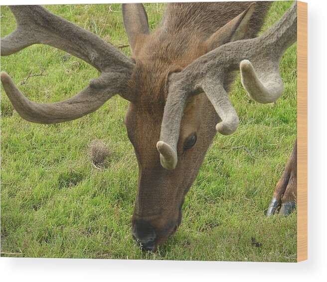 Animal Wood Print featuring the photograph Reindeer Head by Lew Davis