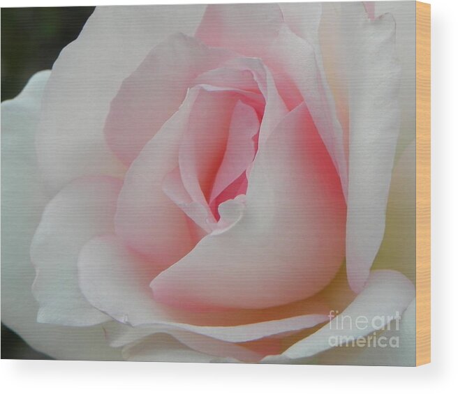 Rose Wood Print featuring the photograph Resplendent by Deb Halloran