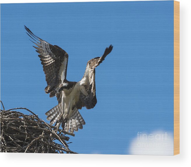 Osprey Wood Print featuring the photograph Returning to the Nest by Michael Dawson