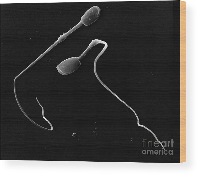 Science Wood Print featuring the photograph Rhinoceros Sperm Sem by David M. Phillips