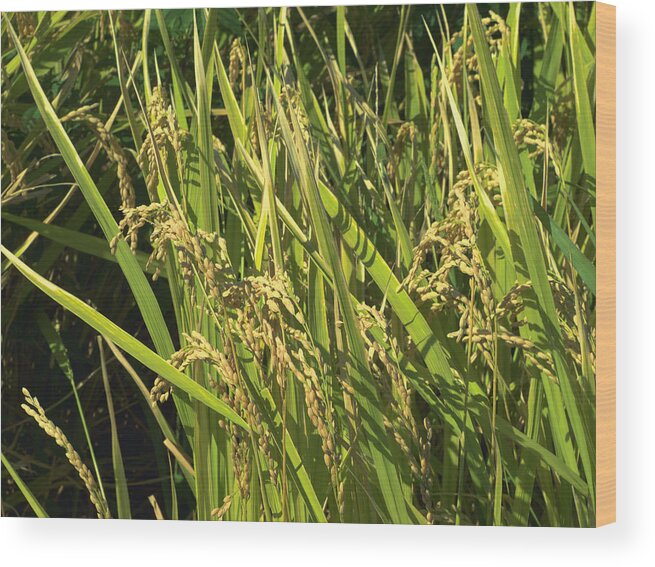 Rice Wood Print featuring the photograph Rice by Yuka Kato