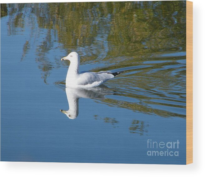 Ringed Billed Gull Wood Print featuring the photograph Ring-Billed Gull by Ann E Robson