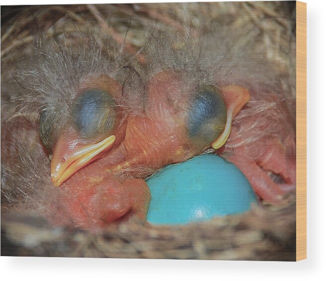 Bird Wood Print featuring the photograph Robin Hatchlings by Len Romanick