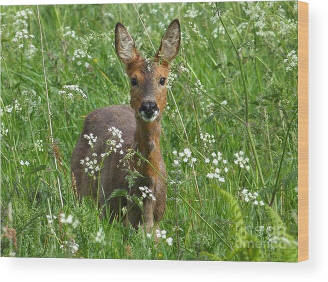Roe Wood Print featuring the photograph Roe Doe in early Summer by Phil Banks