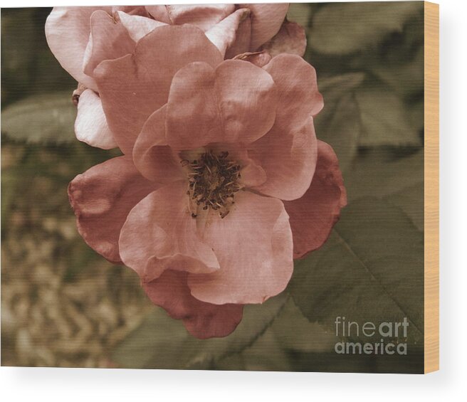 Rose Wood Print featuring the photograph Rose by Andrea Anderegg